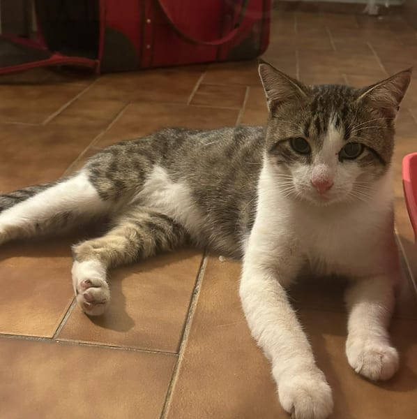 DIDIER, chat européen