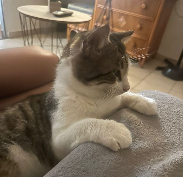 DIDIER, chat européen