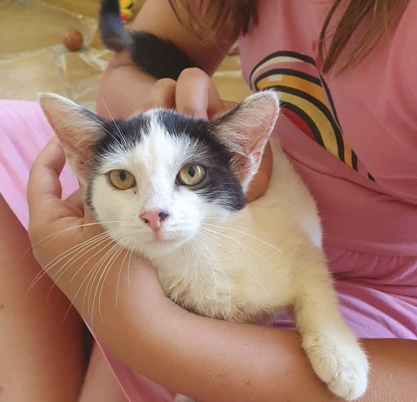 KALICY, chaton femelle européen