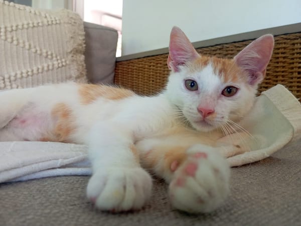 WAKOU, chaton européen