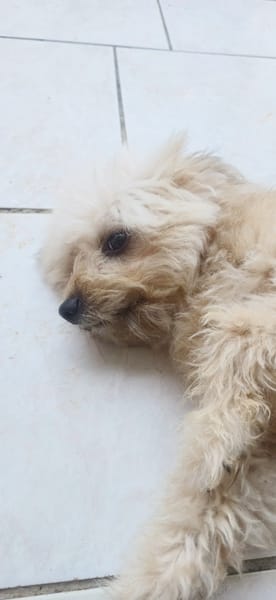 DOLCE, Croisée Bichon femelle