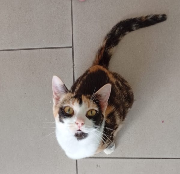 PRUNELLE, chat femelle européen junior