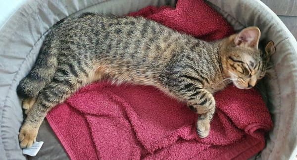 SHAKER, chaton mâle type européen