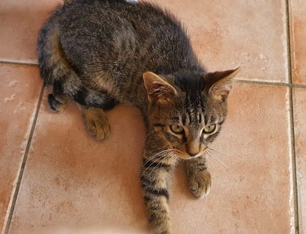 SHAKER, chaton mâle type européen