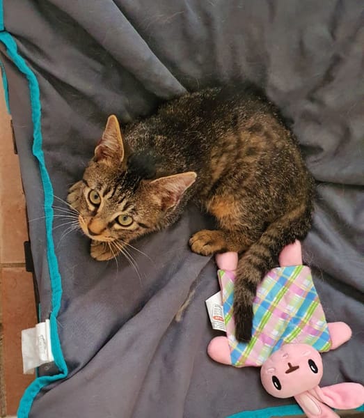 SHAKER, chaton mâle type européen