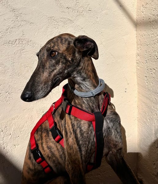 ARETA  (Patas Jumila)