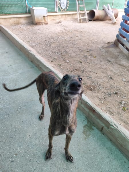 ARETA  (Patas Jumila)