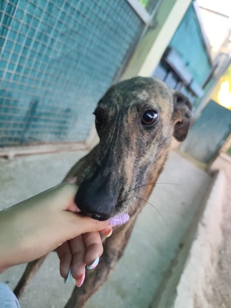 ARETA  (Patas Jumila)