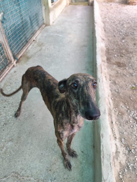 ARETA  (Patas Jumila)