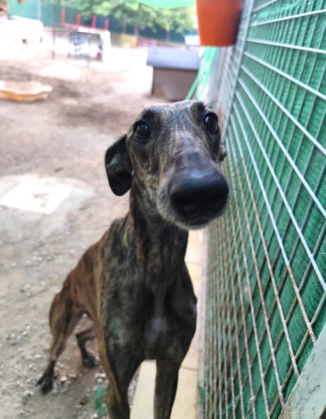 ARETA  (Patas Jumila)