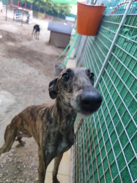 ARETA  (Patas Jumila)