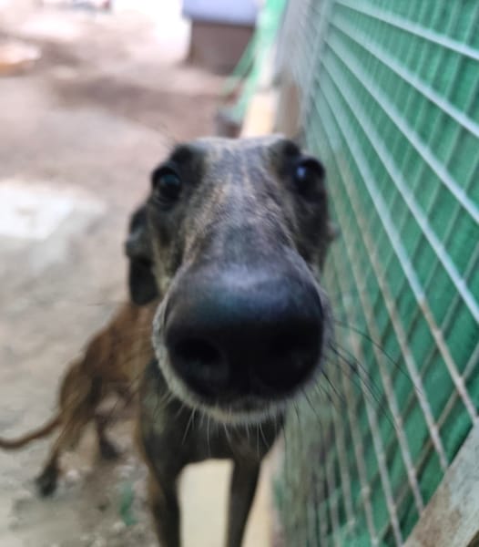 ARETA  (Patas Jumila)