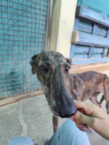 ARETA  (Patas Jumila)