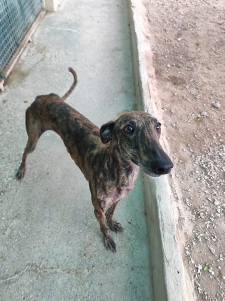 ARETA  (Patas Jumila)