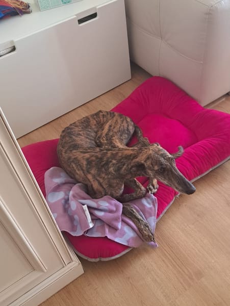 ARETA  (Patas Jumila)