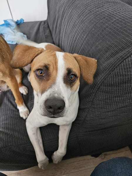 ELLIOT, mâle croisé créole, né le 25/06/2023 🌜