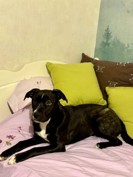 🐾 À L’ADOPTION : Aika 🌺