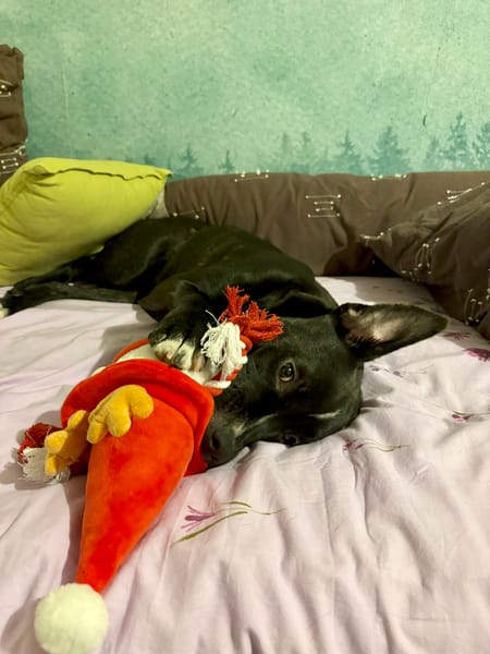 🐾 À L’ADOPTION : Aika 🌺