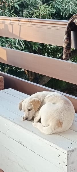 Anthéa chienne réunion