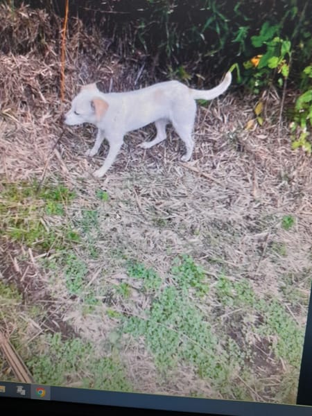 Anthéa chienne réunion