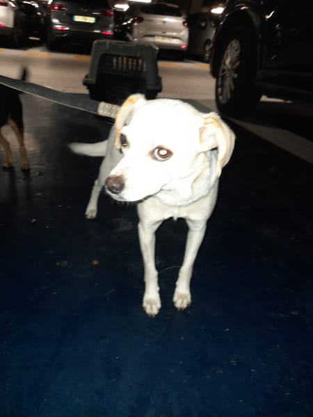 Anthéa chienne réunion