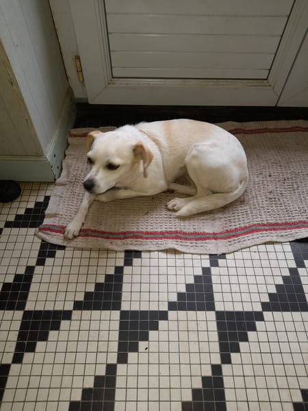 Anthéa chienne réunion