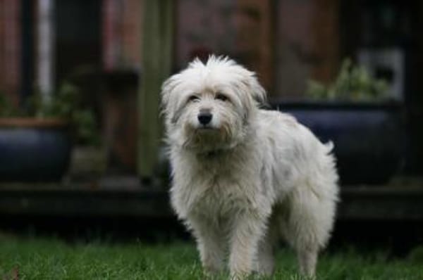 Lieber Familienhund PUFU