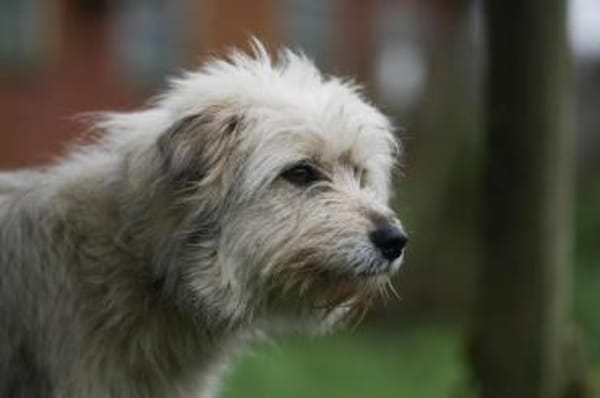 Lieber Familienhund PUFU