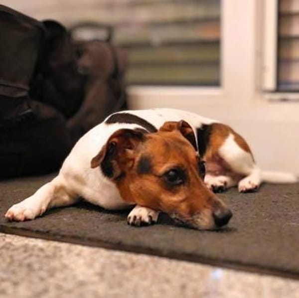 Barnie - ist nähebedürftig