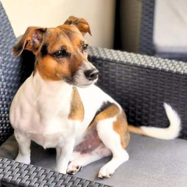 Barnie - ist nähebedürftig