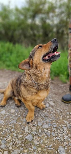 eigenwilliger Dackel Lero sucht....