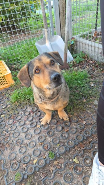 eigenwilliger Dackel Lero sucht....