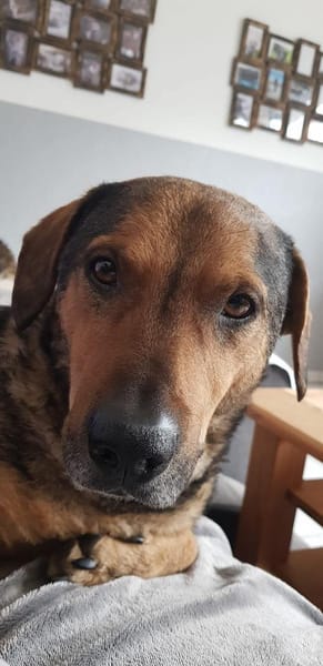 eigenwilliger Dackel Lero sucht....