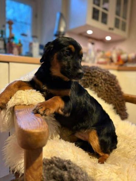 Phoco so süß wie Schoko