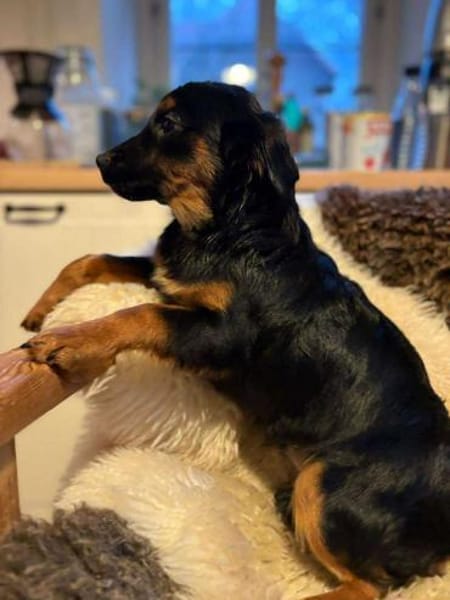 Phoco so süß wie Schoko