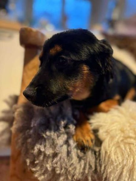 Phoco so süß wie Schoko