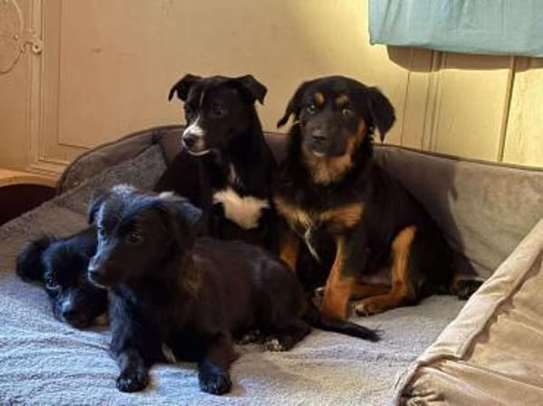 Phoco so süß wie Schoko