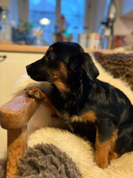 Phoco so süß wie Schoko