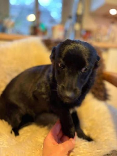 Phebe hofft auf ein zu Hause