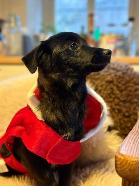 Phebe hofft auf ein zu Hause