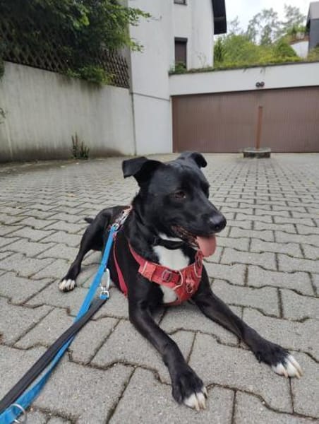 Stoki, stubenreiner Herzensbrecher, 5J