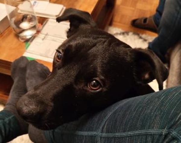 Stoki, stubenreiner Herzensbrecher, 5J