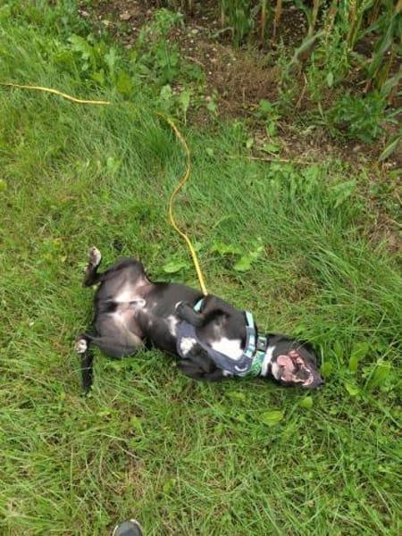 Stoki, stubenreiner Herzensbrecher, 5J