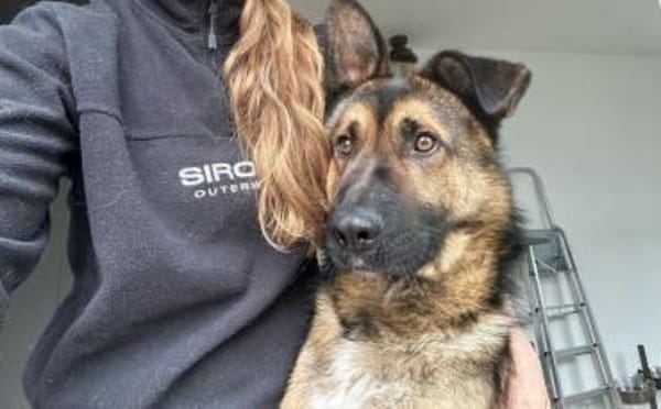 Marley sucht ein aktives Zuhause