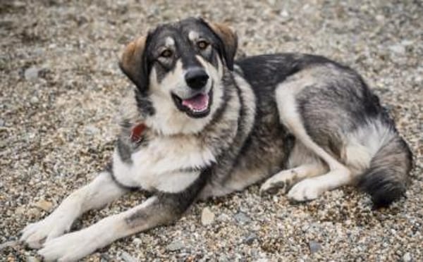 Aufgeschlossene und entspannte Alisea