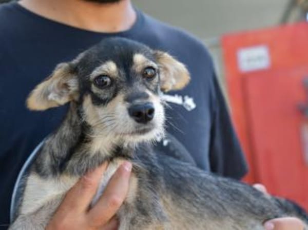 Glückliches Leben für Trilly gesucht