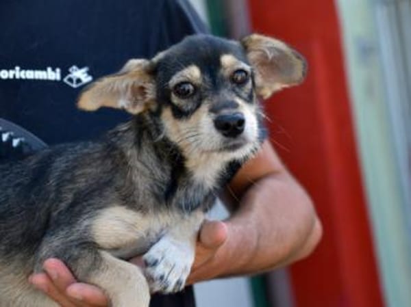 Glückliches Leben für Trilly gesucht