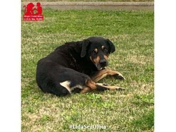 Leo möchte Ihr Herz erwärmen