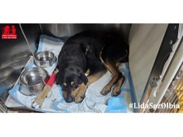 Leo möchte Ihr Herz erwärmen