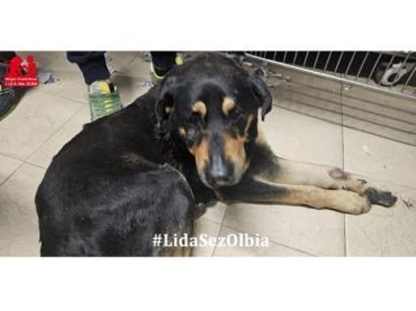 Leo möchte Ihr Herz erwärmen